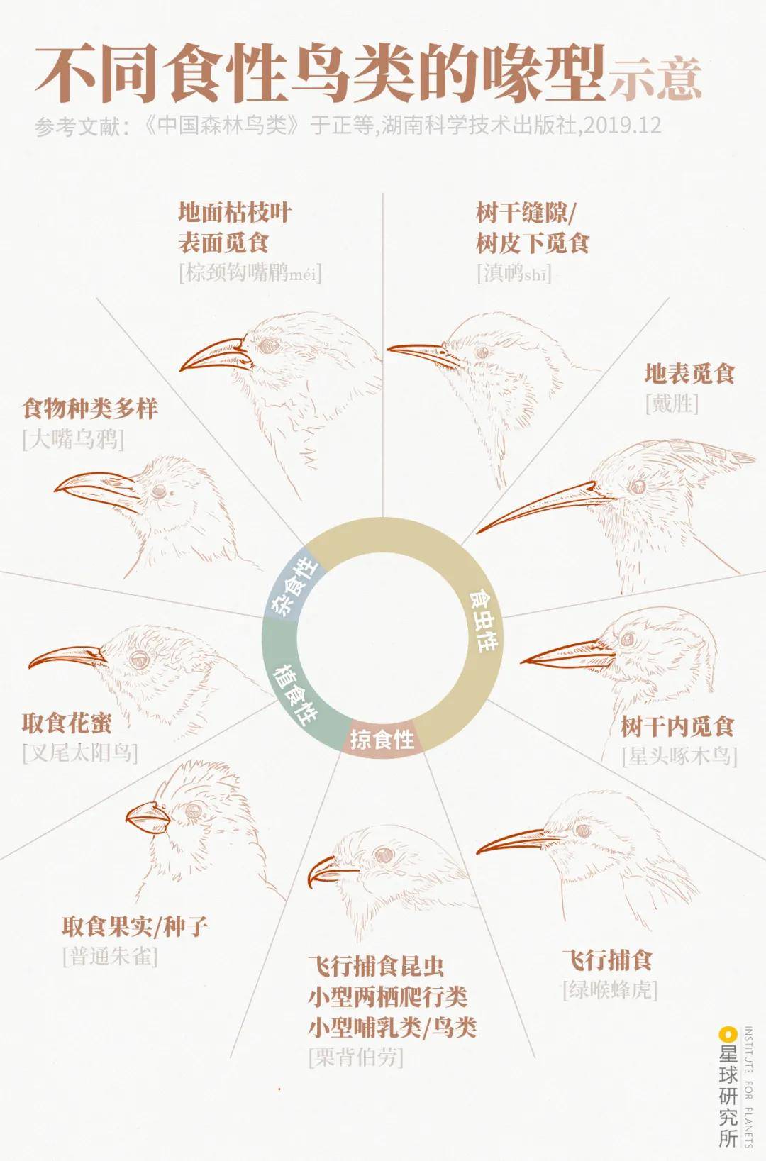 林草科普|1400多种中国鸟，你认识多少？