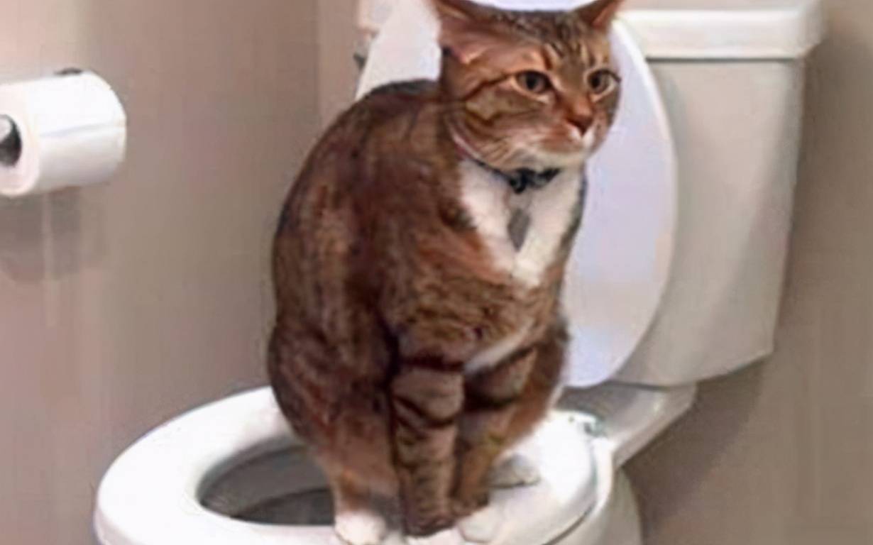 猫咪最讨厌的5种气味，你有给它闻过吗？