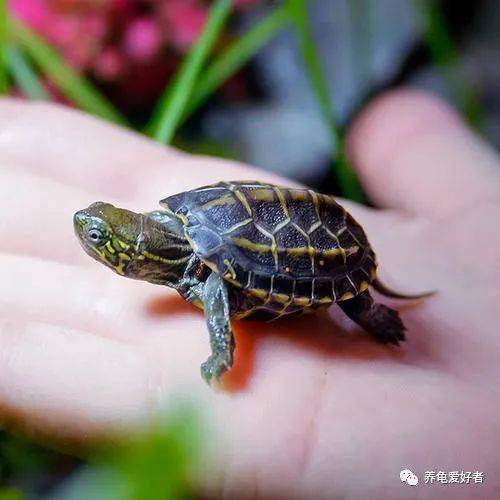 老板，有没有既漂亮又好养还便宜的龟？有，马上安排