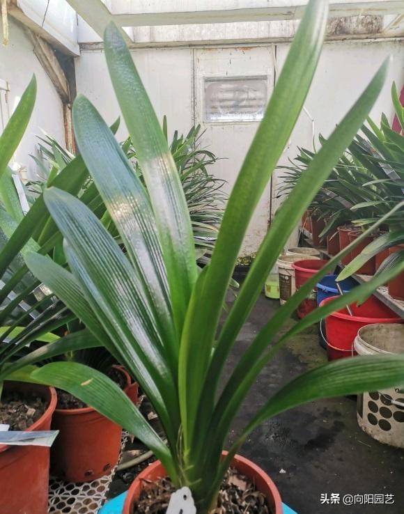 ​养君子兰，什么样的植料最好？应该怎么搭配？分享几个技巧