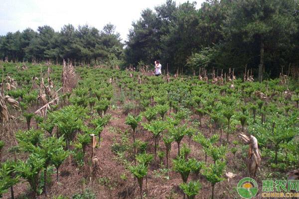 魔芋市场价格及行情如何？魔芋种植前景及成本利润分析