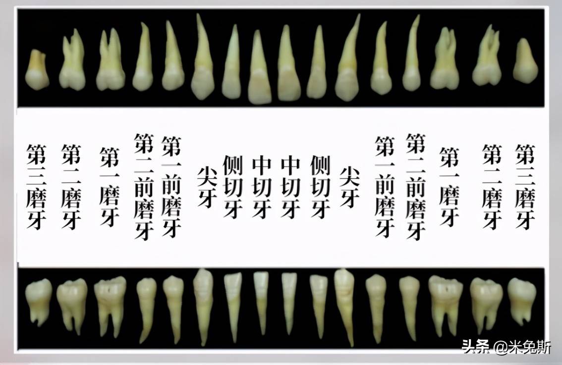 大家对每个牙齿真正的样子了解吗？