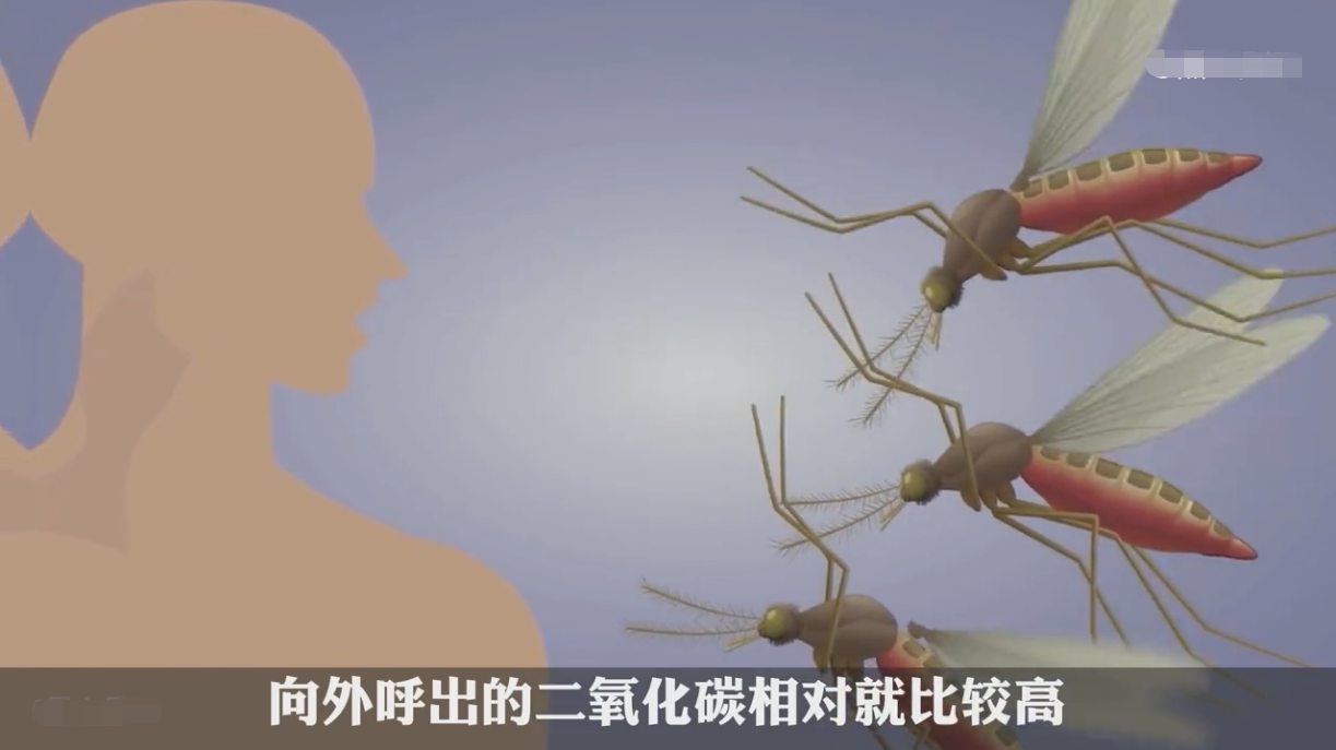 蚊子为什么这么厉害？被咬后只是单纯起个脓包吗？科学解析其奥秘