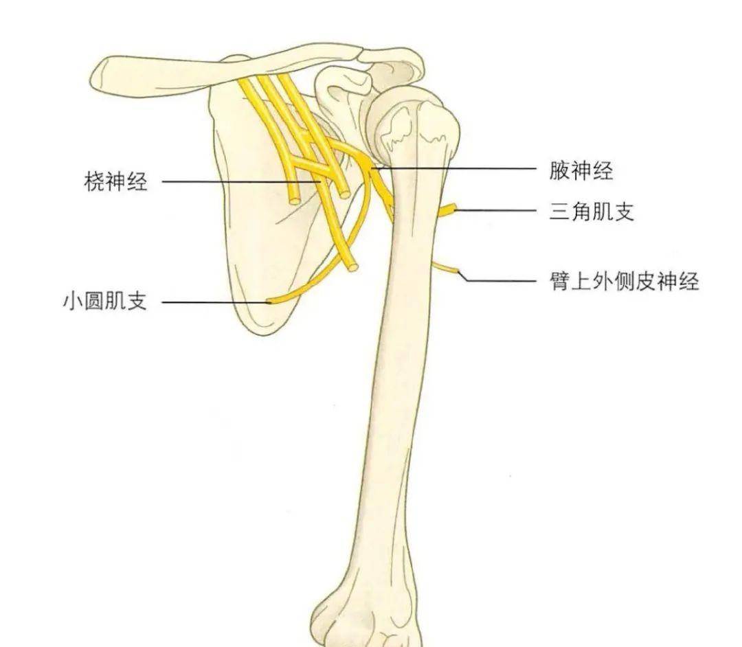 干燥综合征即舍格伦综合征，以神经损伤为主，如周围神经病变等