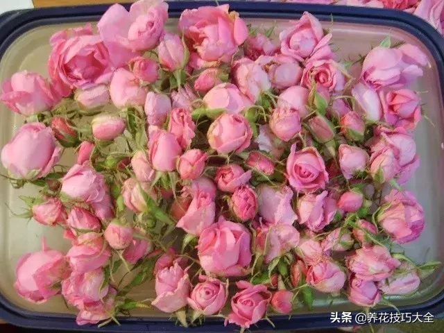 花想容：美白保湿祛斑的护肤精灵——玫瑰花