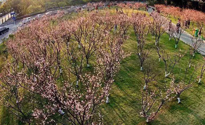 深圳十大免费花海公园