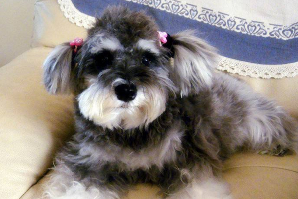 十大适合家养的小型犬，有我喜欢的小短腿，你们家养的啥？