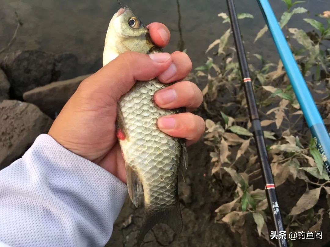 不会配饵没关系，这6款饵料单开就很好，前三款都是经典