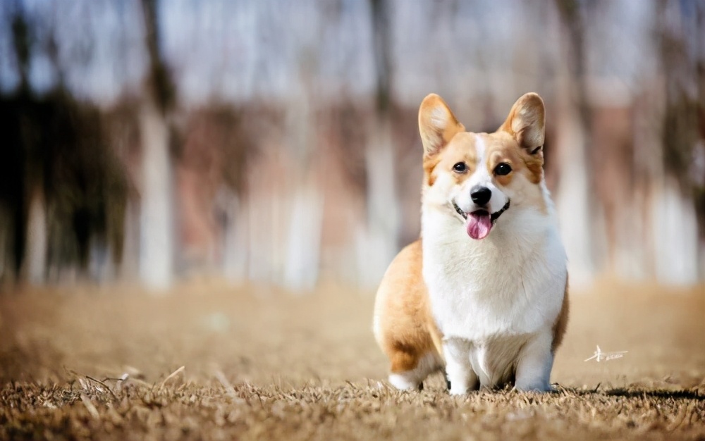 这8种小型犬非常忠诚，养过的人，都不会留下遗憾