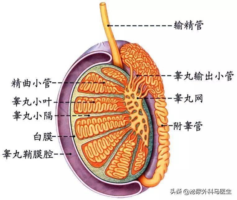 不是危言耸听，“蛋疼”真的能疼死人