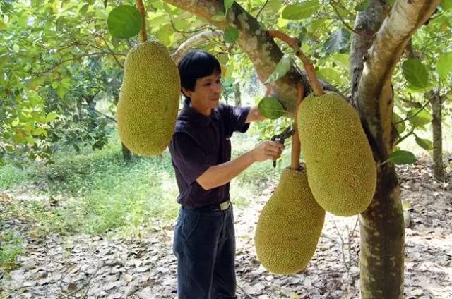 只有真正的吃货才知道的菠萝蜜正确吃法