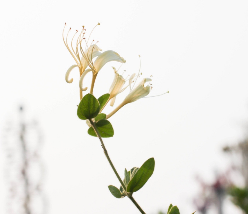 金银花怎么养，怎么修剪？