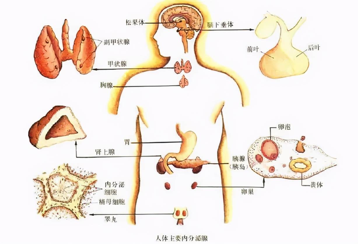 内分泌是啥？为什么会失调？