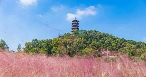 深圳十大免费花海公园