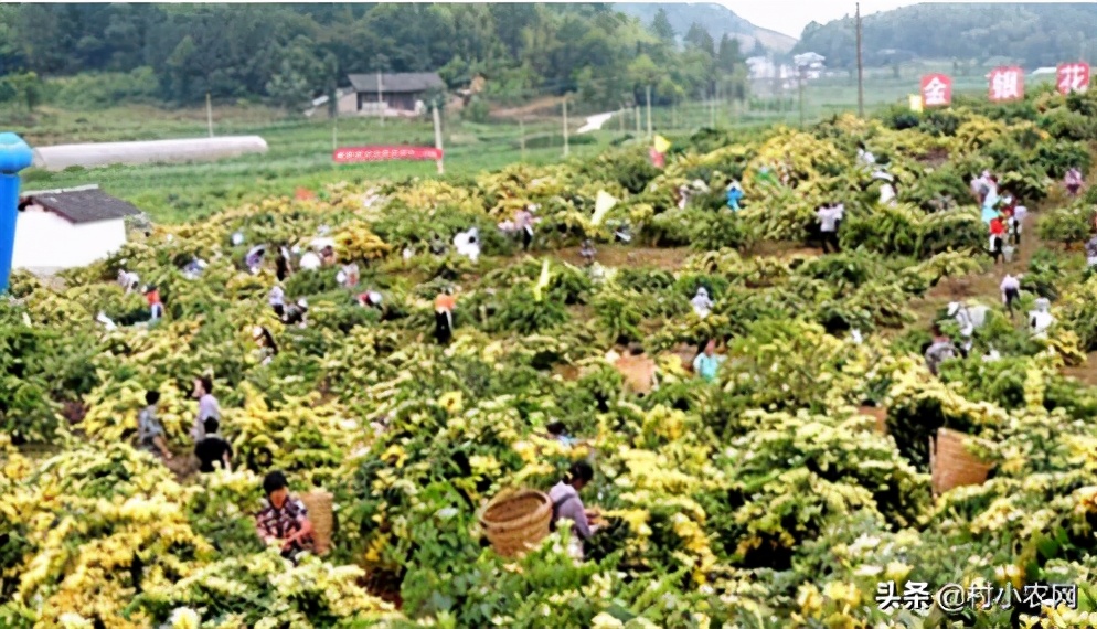 在农村创业，这6个销路好的种植项目，你觉得哪个最有前景？