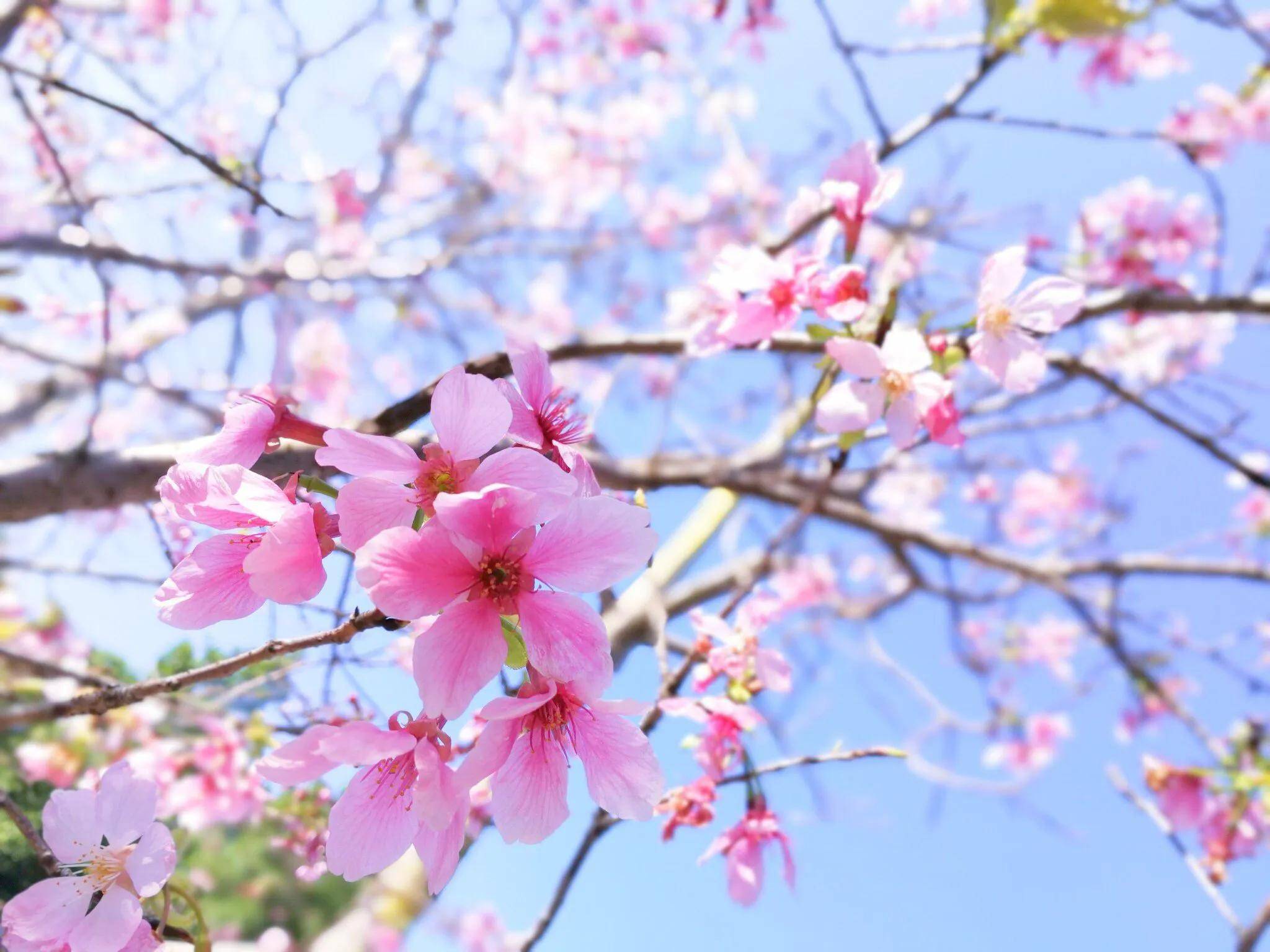 深圳十大免费花海公园