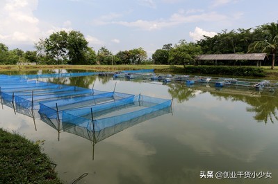 高回报养殖项目，新手创业经验分享，池塘泥鳅高密度养殖