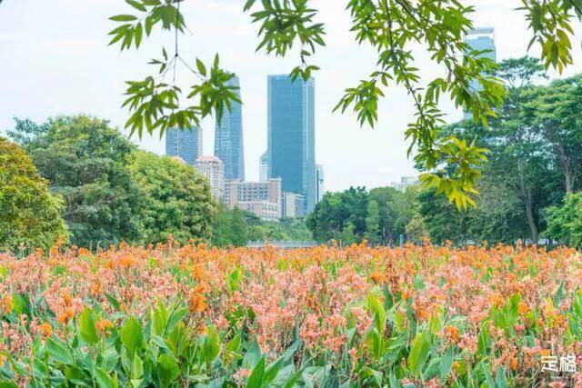 深圳十大免费花海公园