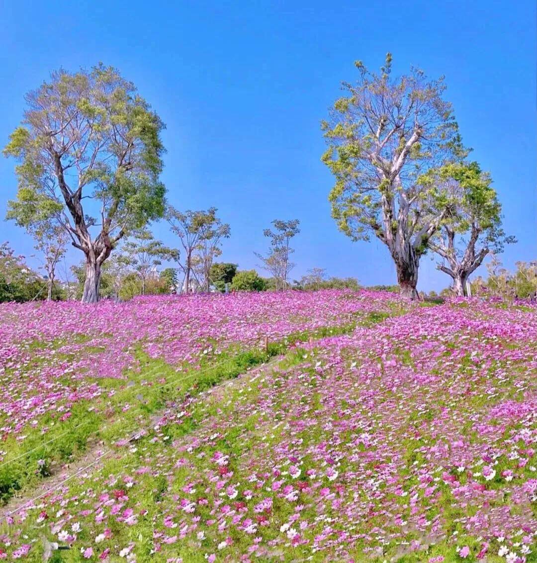 深圳十大免费花海公园