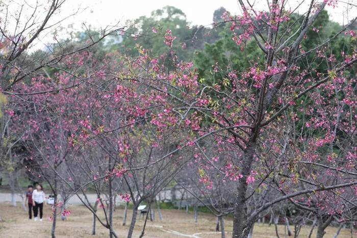 深圳十大免费花海公园