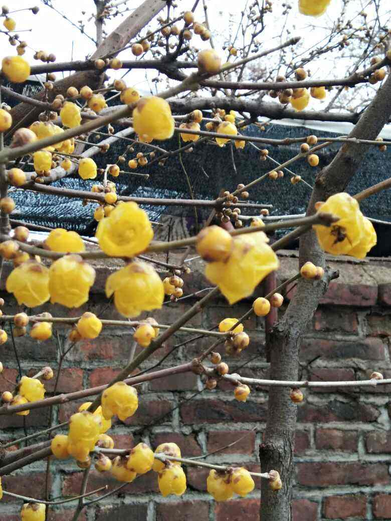 1月份的主打花卉，现在还没养，你就吃亏了