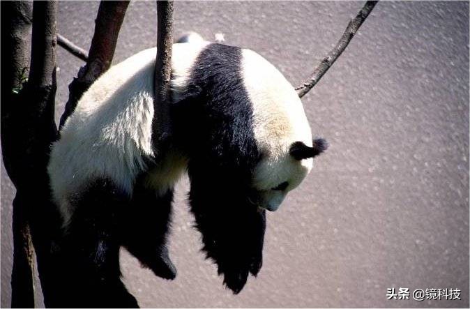 春节期间顺丰、申通不停运，但是这些都得涨