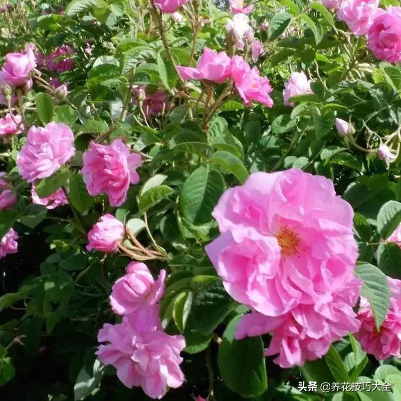 花想容：美白保湿祛斑的护肤精灵——玫瑰花