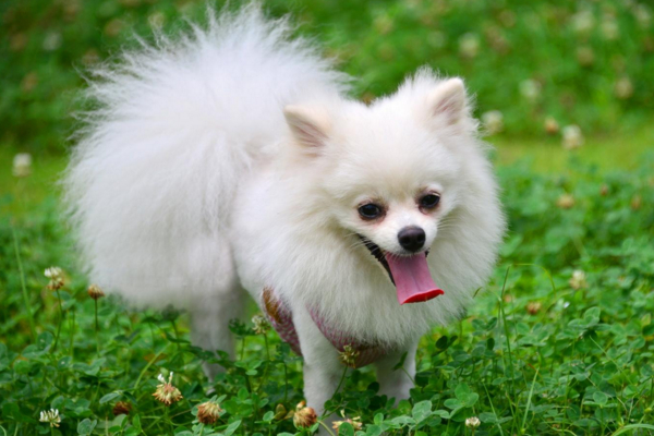十大适合家养的小型犬，有我喜欢的小短腿，你们家养的啥？