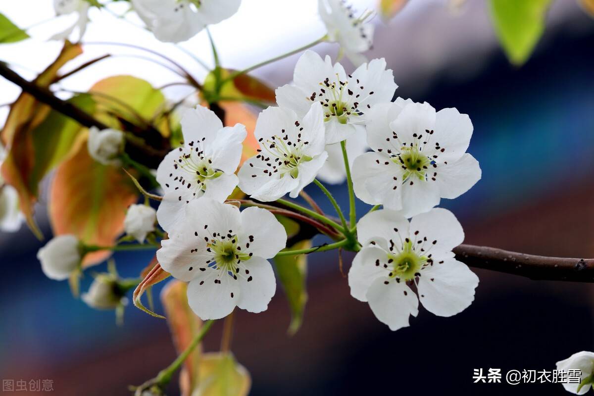 晏殊这首《寓意》，梨花院落溶溶月，可以和李商隐的无题媲美