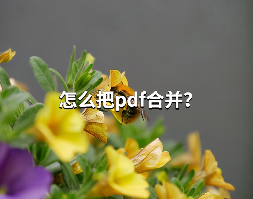 怎么把两个pdf合并成一个？合并pdf的新技能get