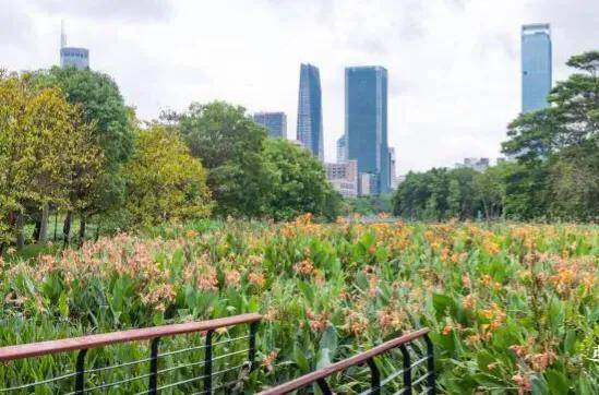 深圳十大免费花海公园