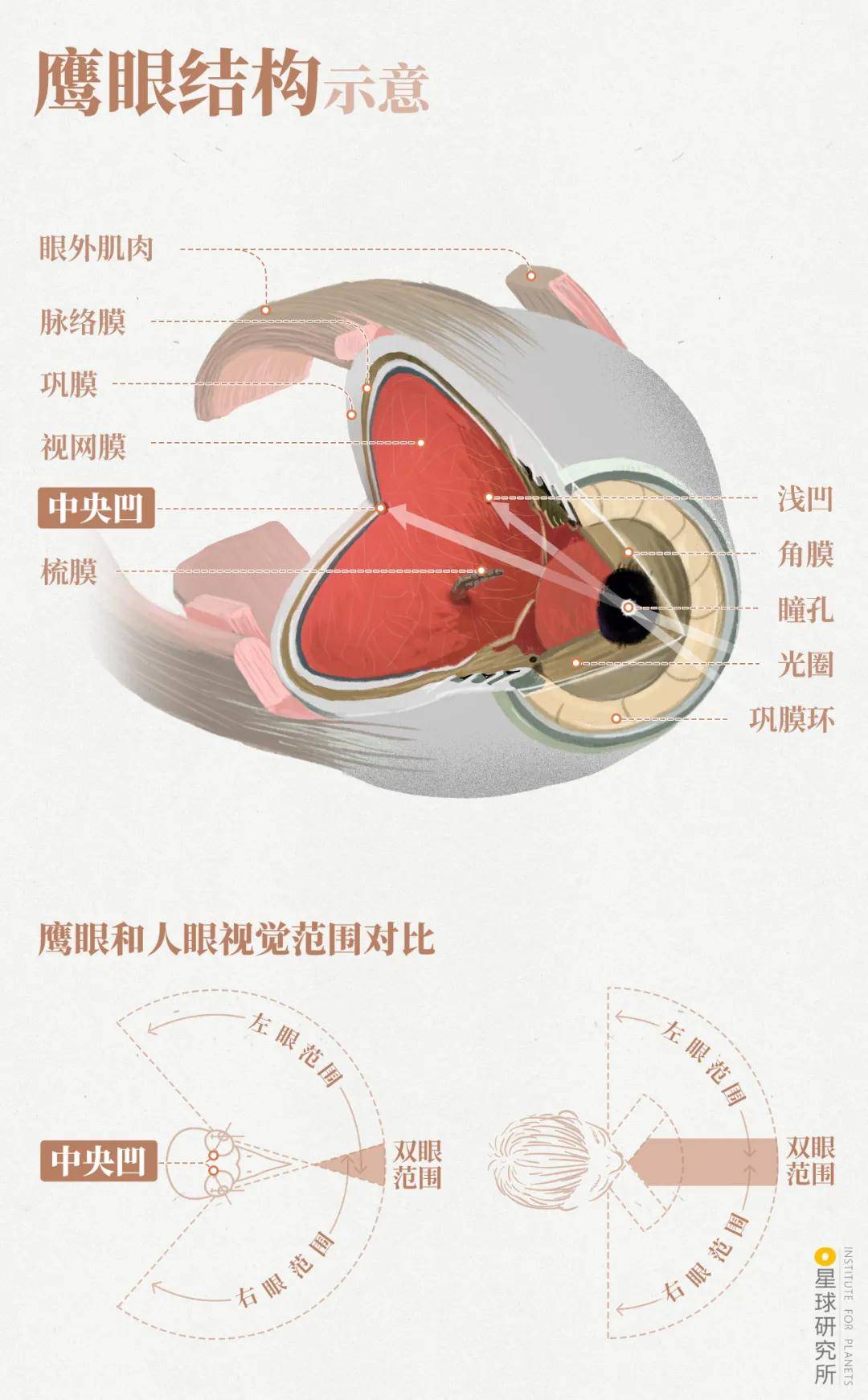 林草科普|1400多种中国鸟，你认识多少？