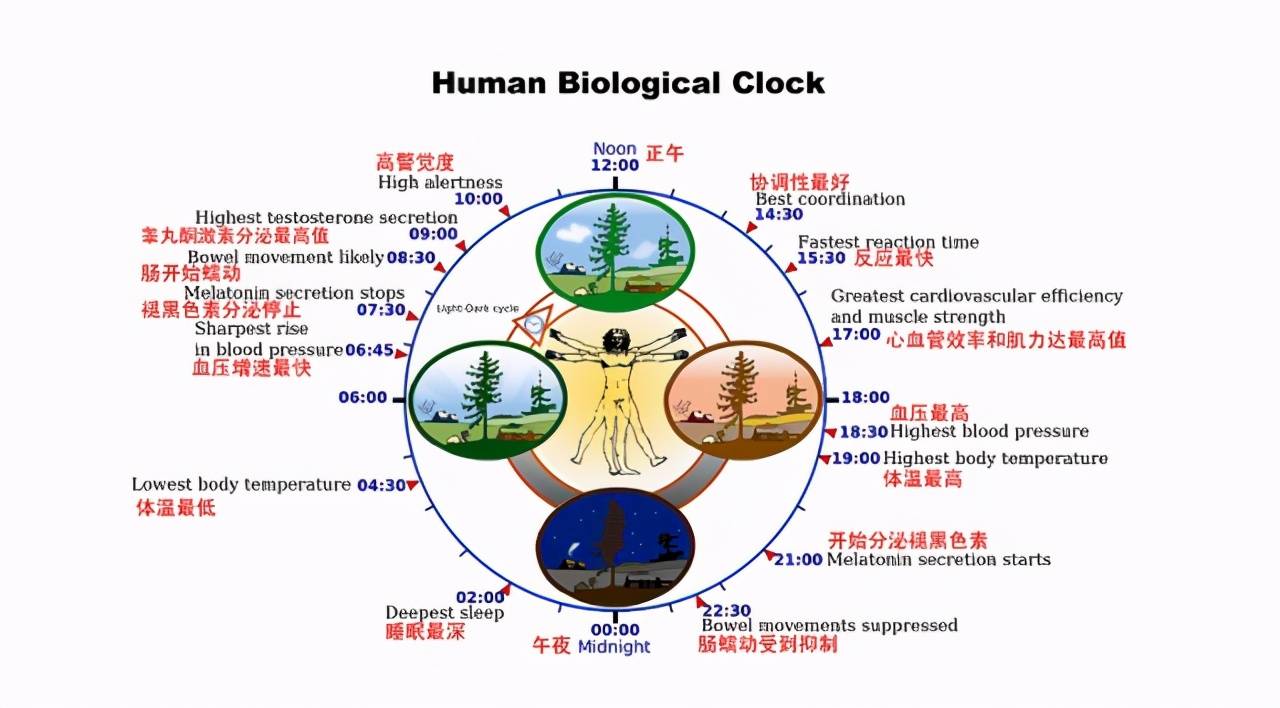 健身的最佳时间到底是什么时候？从3个方面分析，决定最佳时间