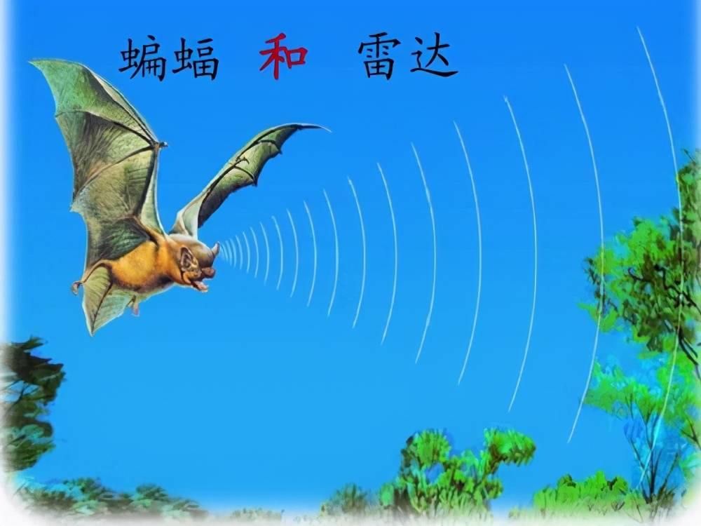 雷达灵感来源于蝙蝠？别被你的小学课本骗了