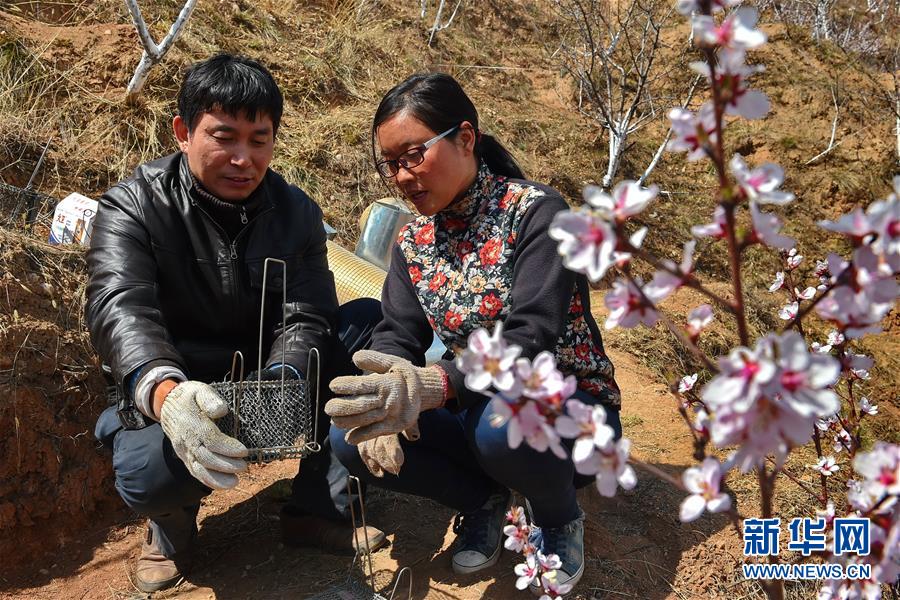 让青春像扁桃花一样绽放——一名“80后”女大学生的山区创业故事