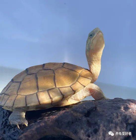 老板，有没有既漂亮又好养还便宜的龟？有，马上安排