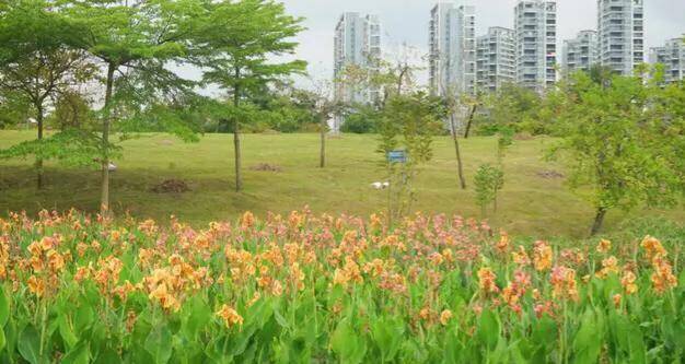 深圳十大免费花海公园