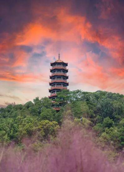 深圳十大免费花海公园