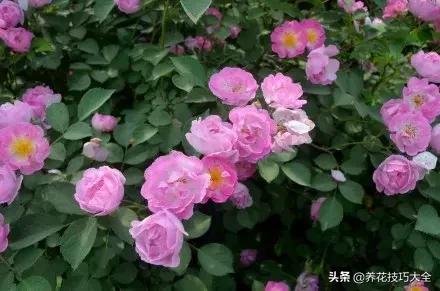 花想容：美白保湿祛斑的护肤精灵——玫瑰花