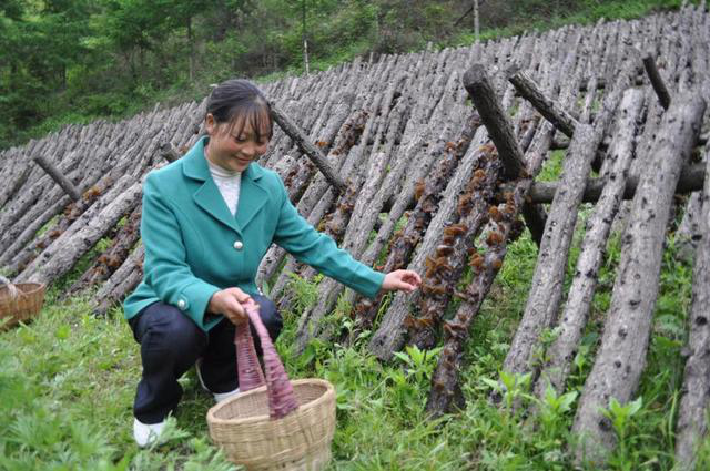 农村在家里养殖它，几乎不用出本钱，一亩地赚4000元