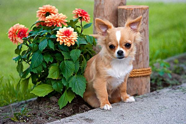 十大适合家养的小型犬，有我喜欢的小短腿，你们家养的啥？