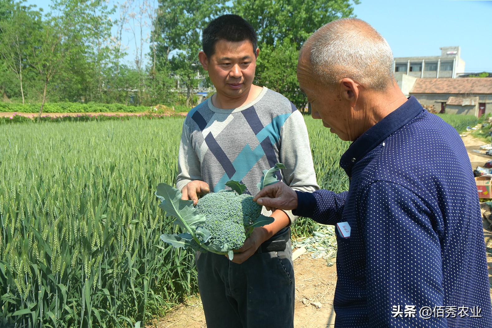 农村小伙回乡种蔬菜：比做生意稳当，比打工自由，在村里有面子