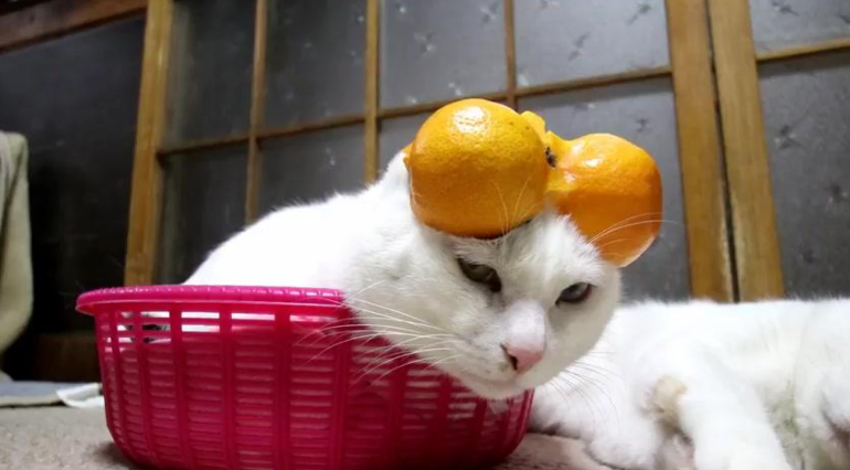 猫咪最讨厌的5种气味，你有给它闻过吗？