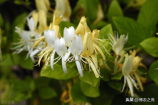 金银花的栽培技术，种植金银花时候我们需注意什么，进来学学