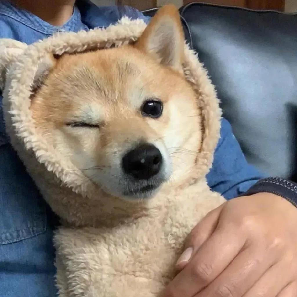 晒猫猫狗狗的文案