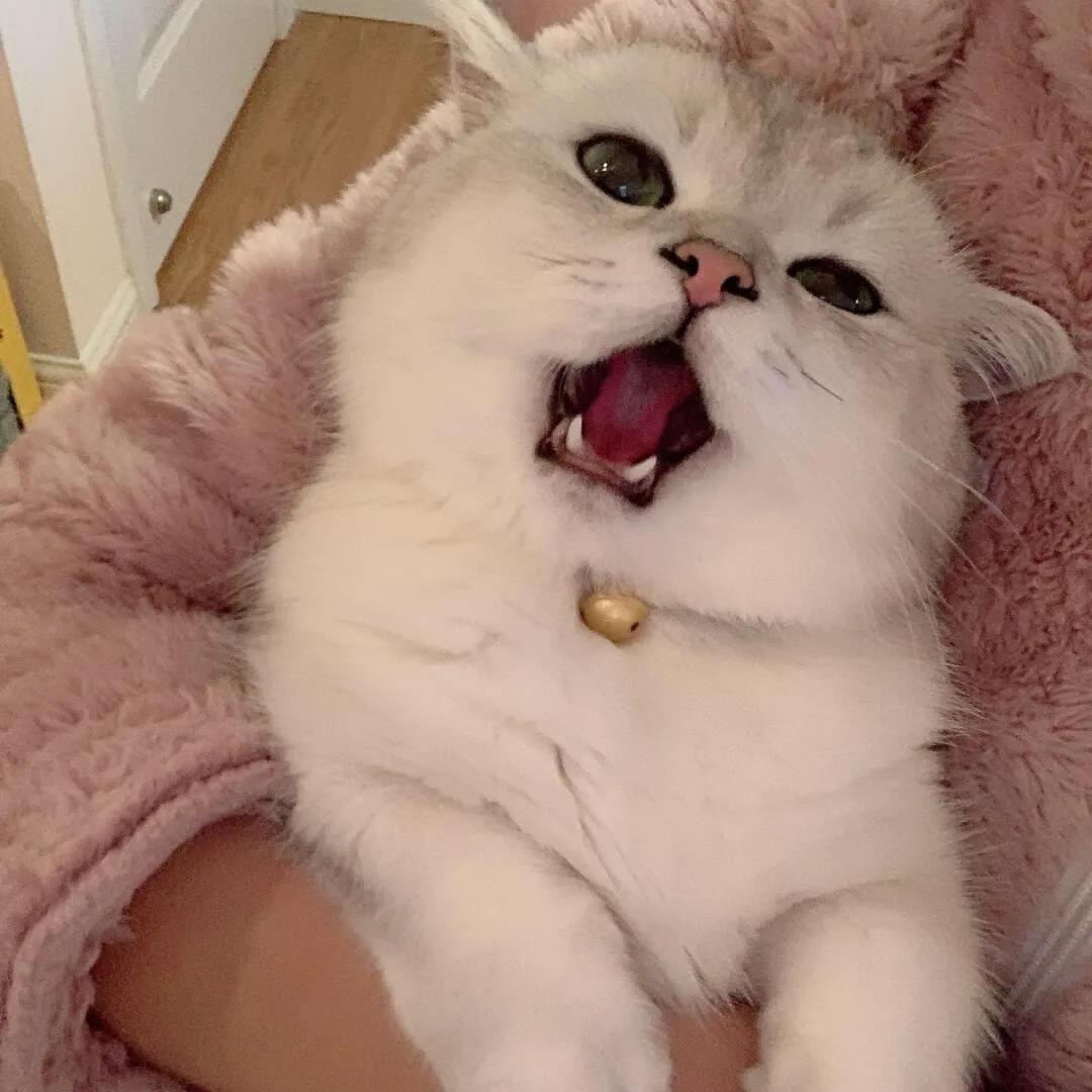晒猫猫狗狗的文案