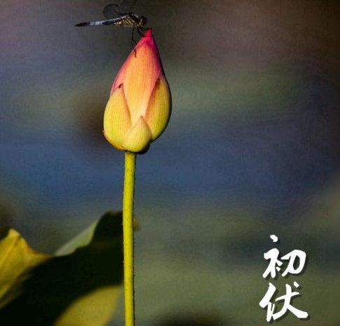 初伏祝福语收录16句