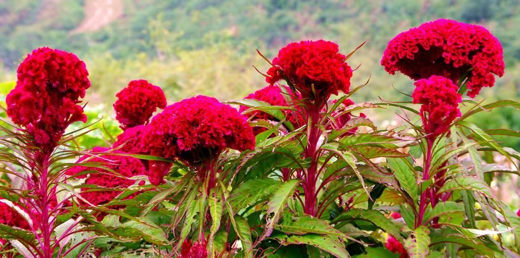 江淳：燃烧的绕龙花（家父祭）