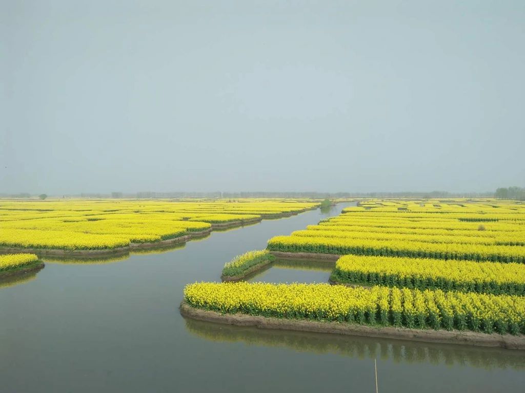 江淳：燃烧的绕龙花（家父祭）