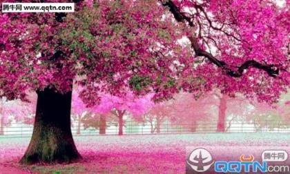 茶花女经典语录句子迷 茶花女中的经典语句